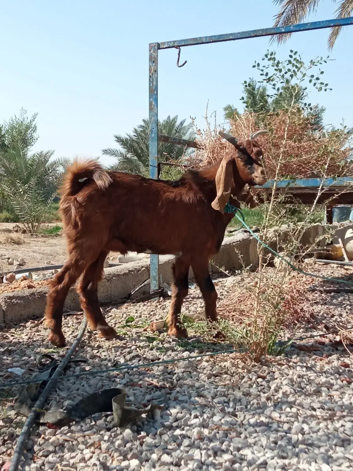 پازن درجه یک چاق|حیوانات مزرعه|کاکی, |دیوار