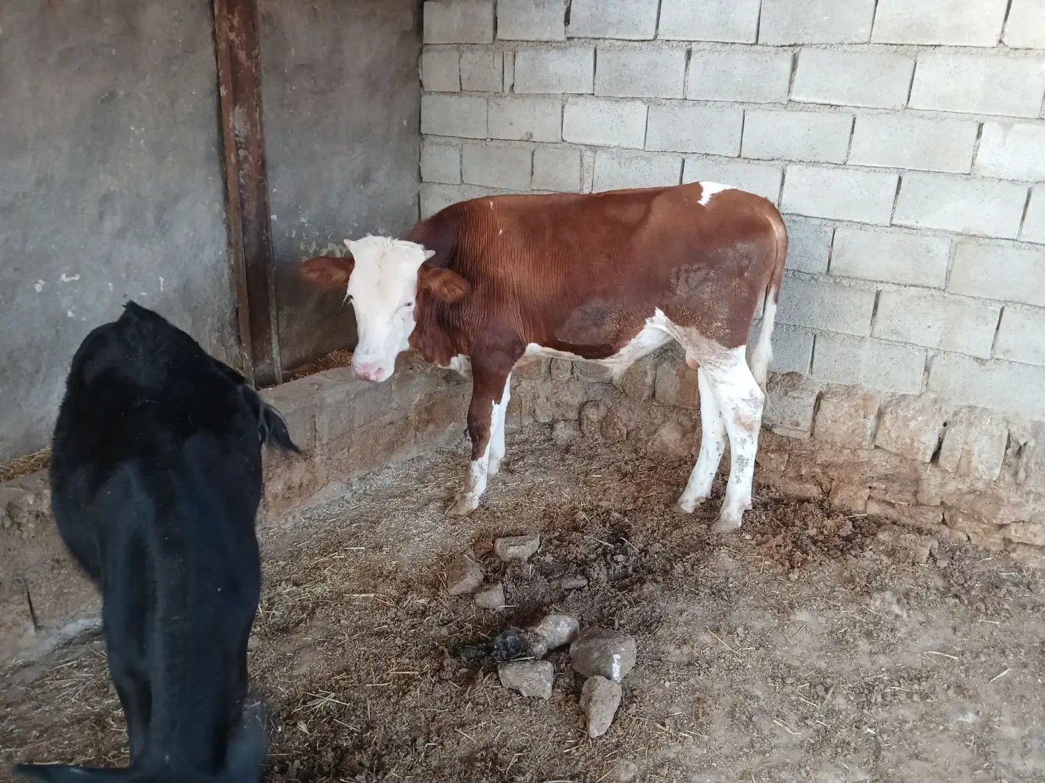 گوساله.|حیوانات مزرعه|لالی, |دیوار