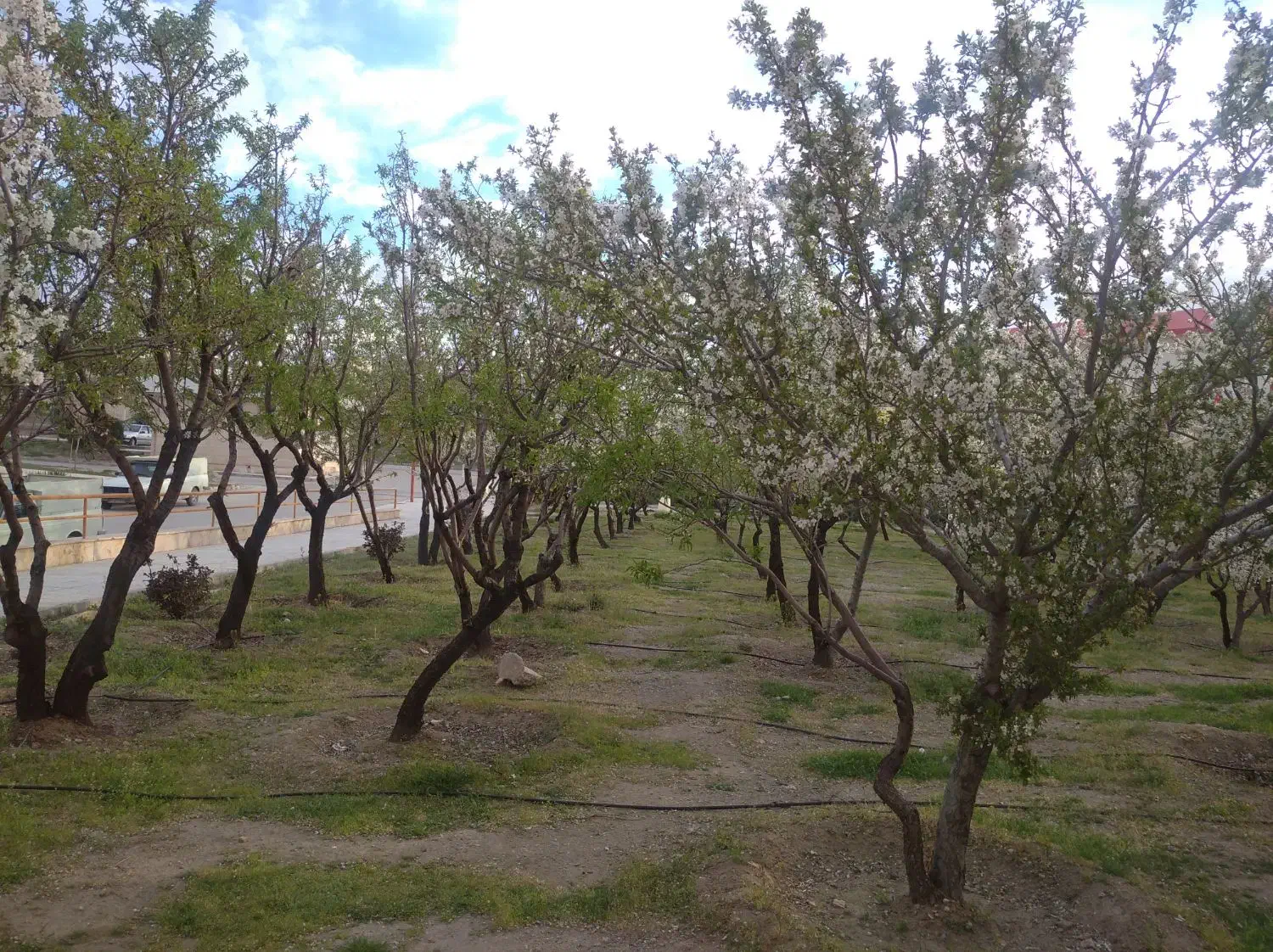 مسافر|فعالیت داوطلبانه|قروه, |دیوار