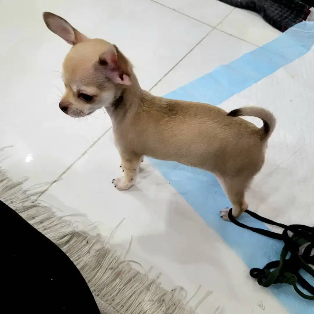 شی وا وا|سگ|پرند, فاز ۱|دیوار