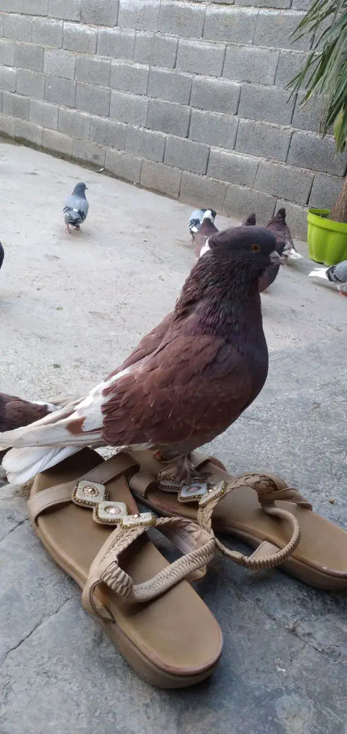 کبوتر سرخ|پرنده|فاضل آباد, |دیوار