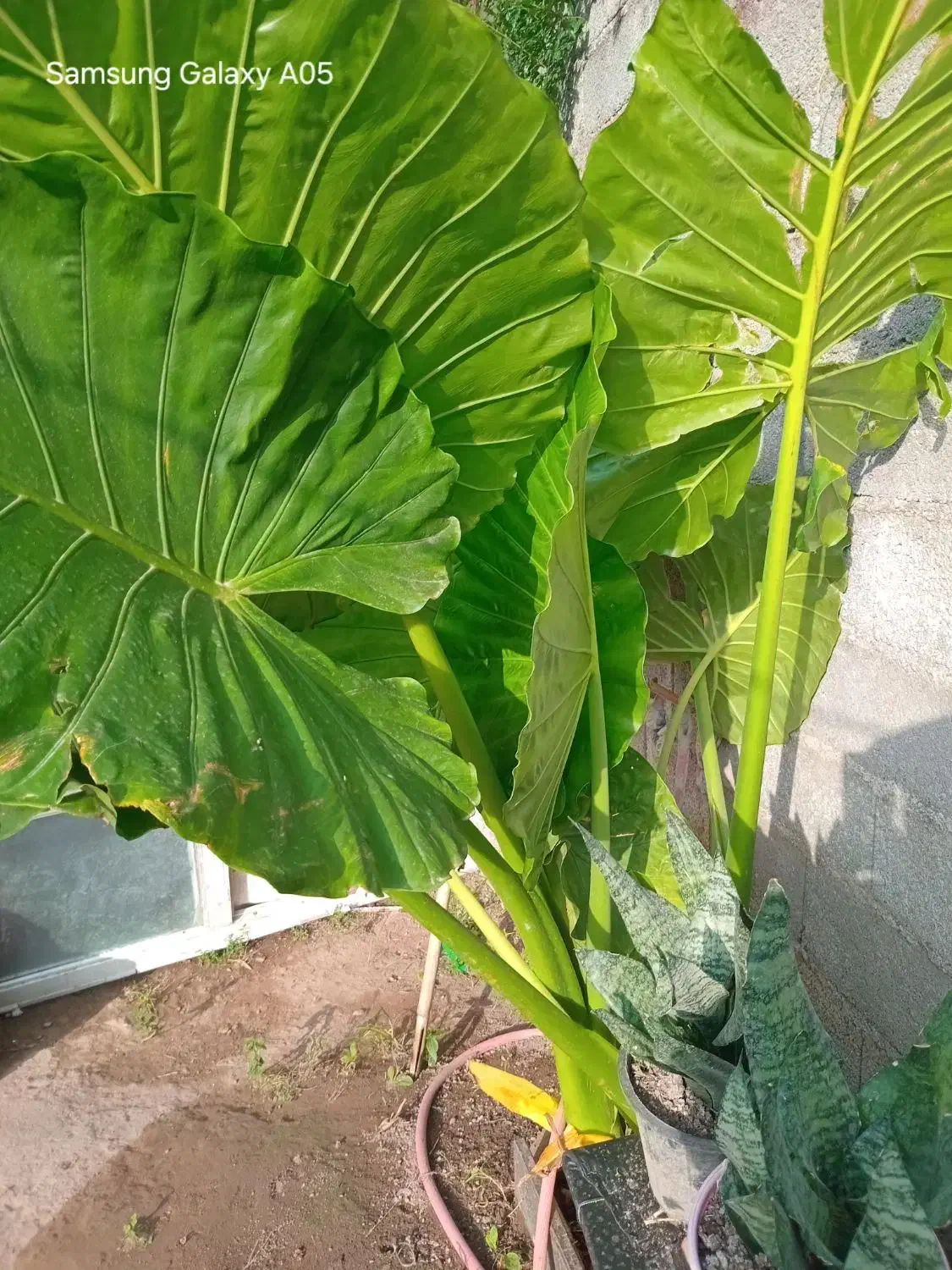گل سانسورها و بابا ادم|گل و گیاه طبیعی|رشت, جانبازان|دیوار