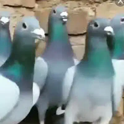 پلاکی گمشده مژدگانی|پرنده|اصفهان, منتظرالمهدی|دیوار