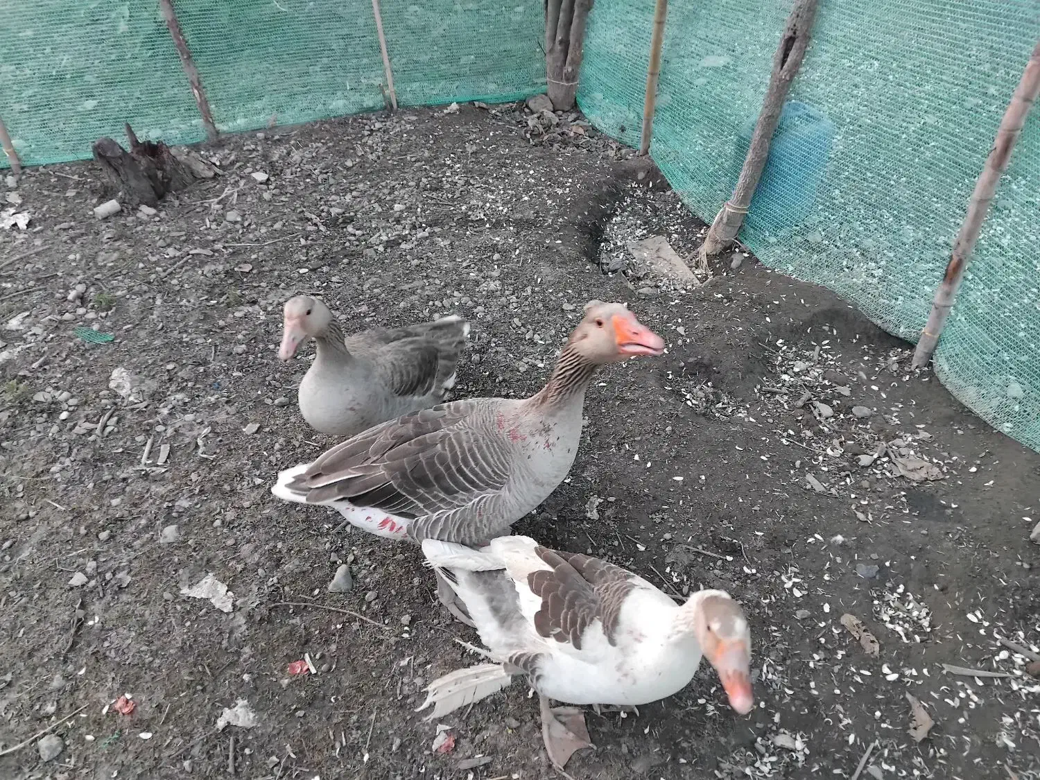 غاز|حیوانات مزرعه|شفت, |دیوار