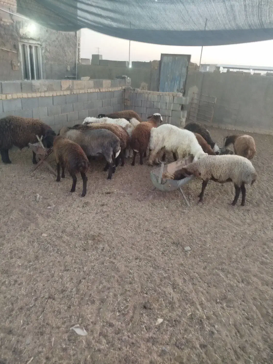 بره نر و ماده|حیوانات مزرعه|اژیه, |دیوار