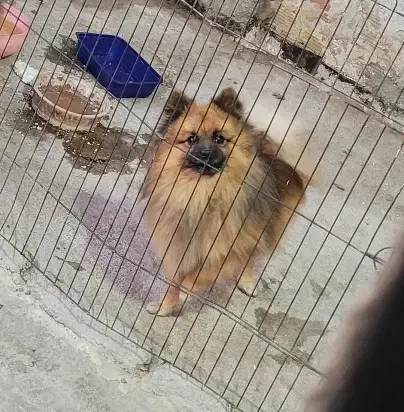 دو عدد پامر نر وماده|سگ|اندیشه, اندیشه فاز ۲|دیوار