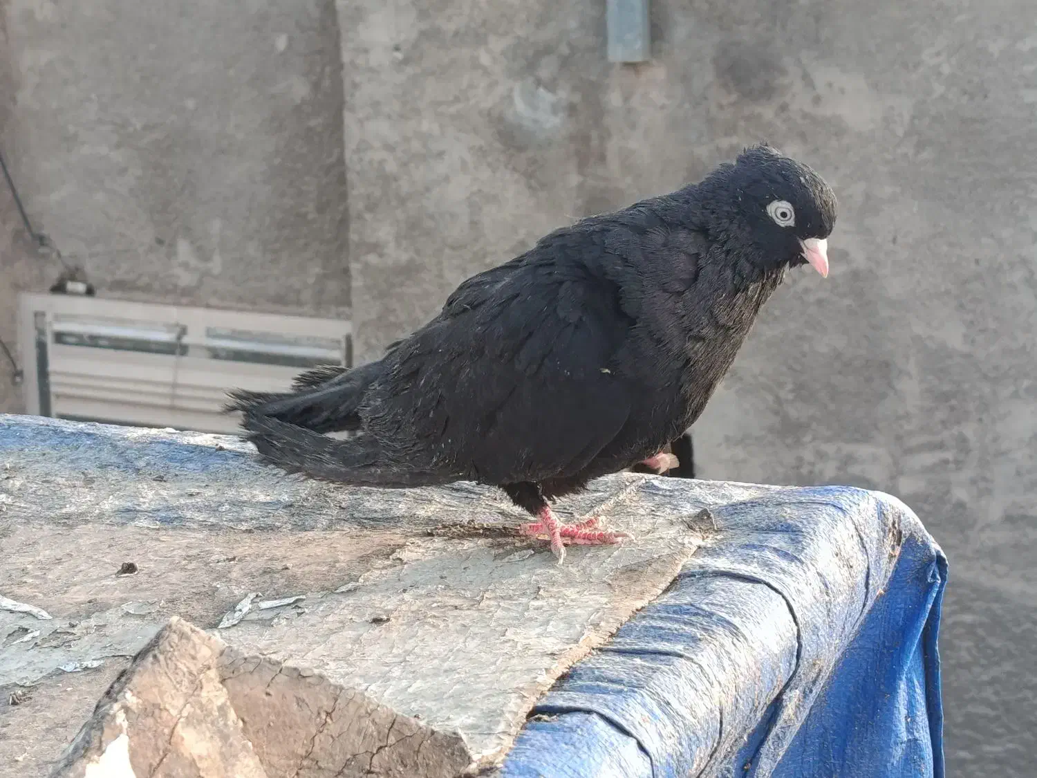 کبوتر زینتی|پرنده|نجفآباد, دفاع مقدس|دیوار