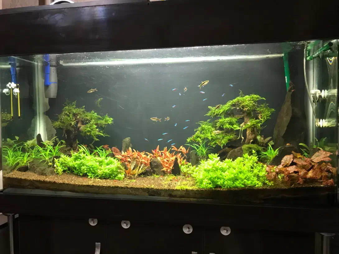 آکواریوم شیشه خم|ماهی|تهران, سردارجنگل|دیوار