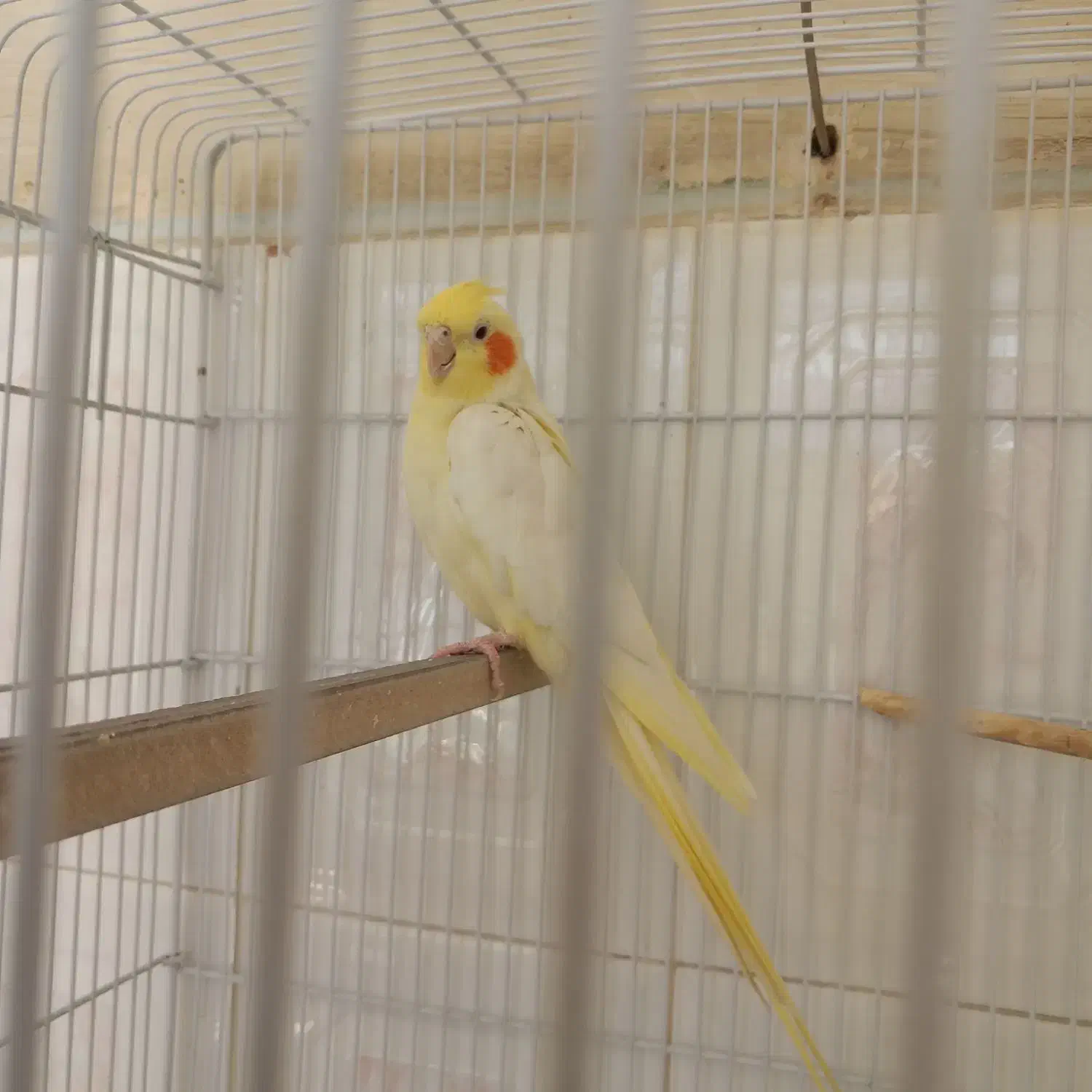 عروس هلندی|پرنده|ایذه, |دیوار