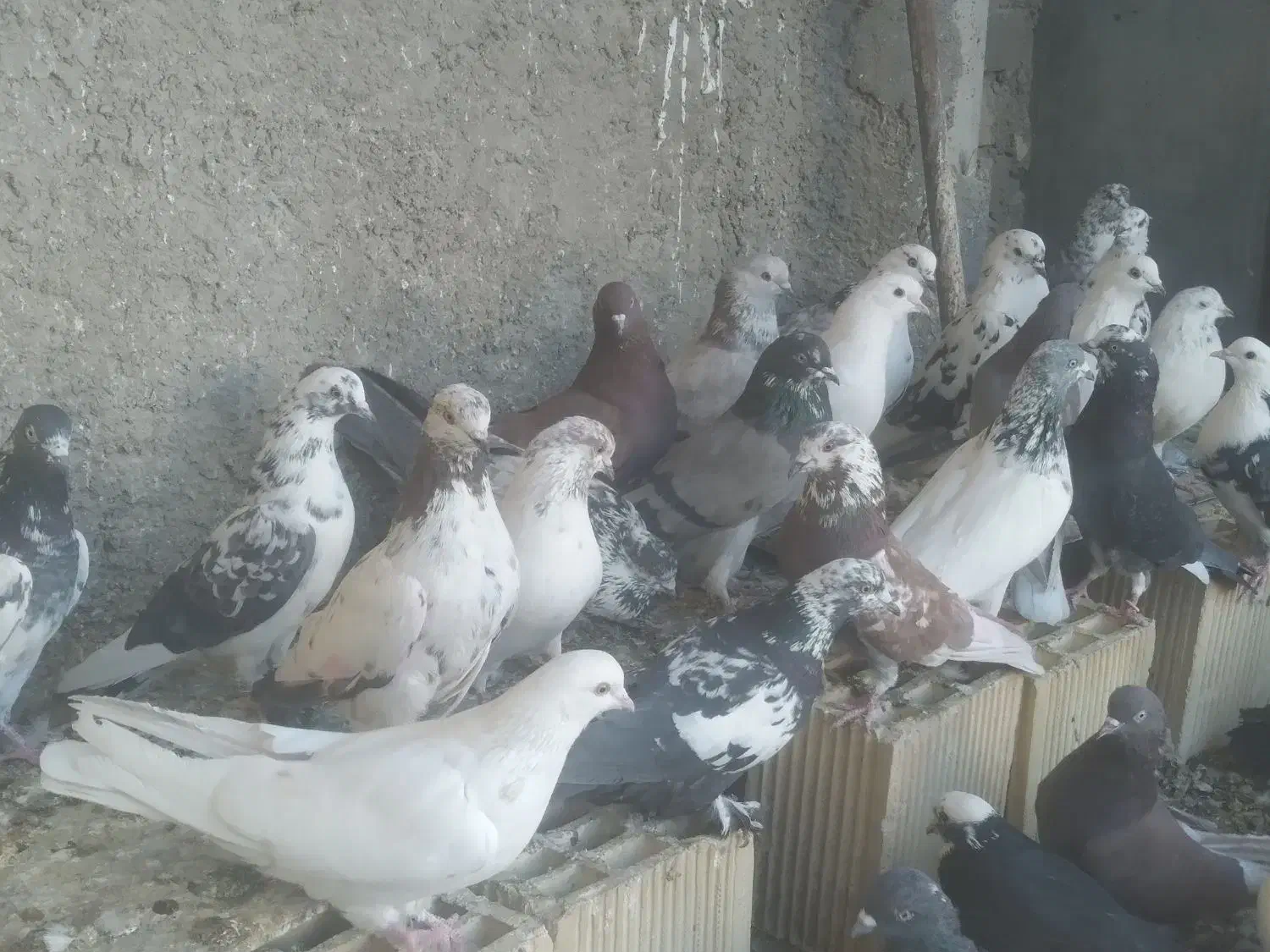 کبوتر کاشونی|پرنده|خمینی‌شهر, |دیوار