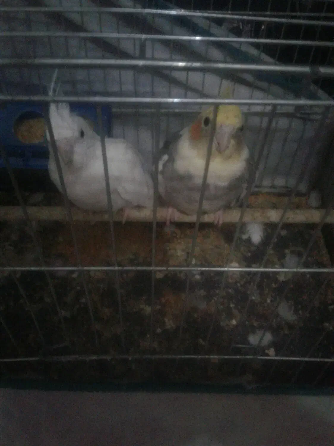 یک جفت عروس هلندی|پرنده|میناب, |دیوار