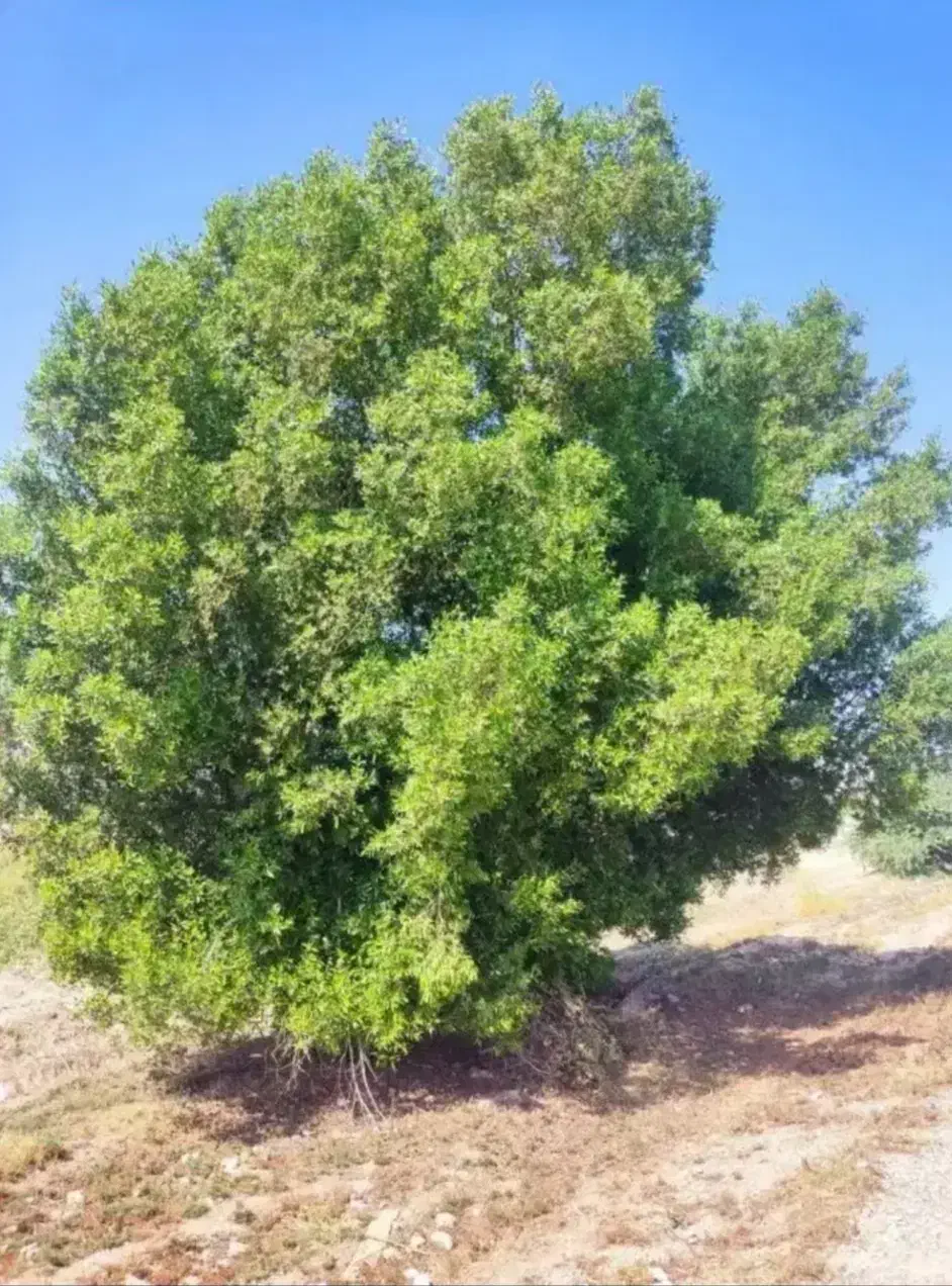 خریدار چوب قطع و هرس درخت|خدمات باغبانی و درختکاری|بندرعباس, |دیوار