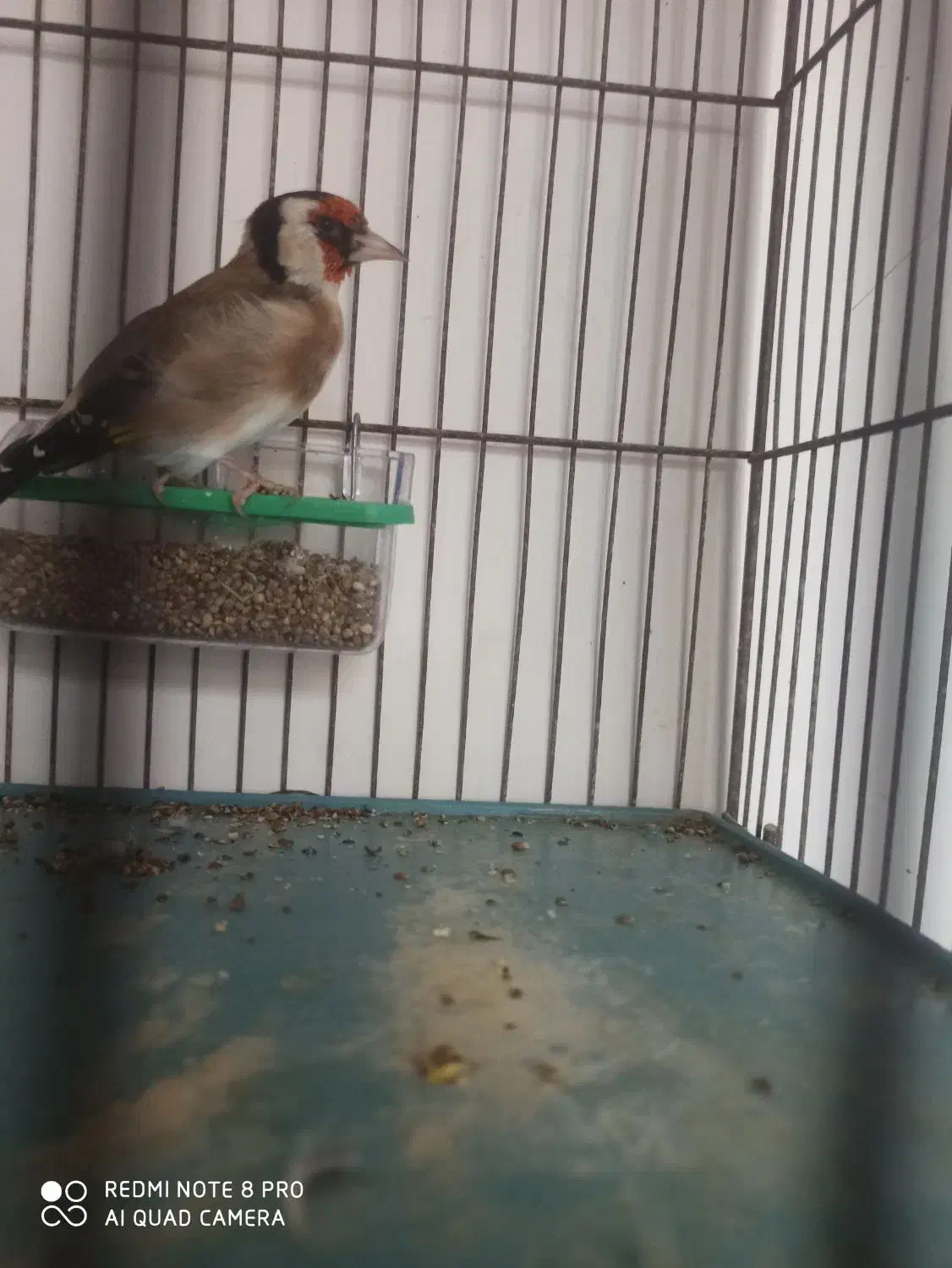 سهره|پرنده|ملارد, |دیوار