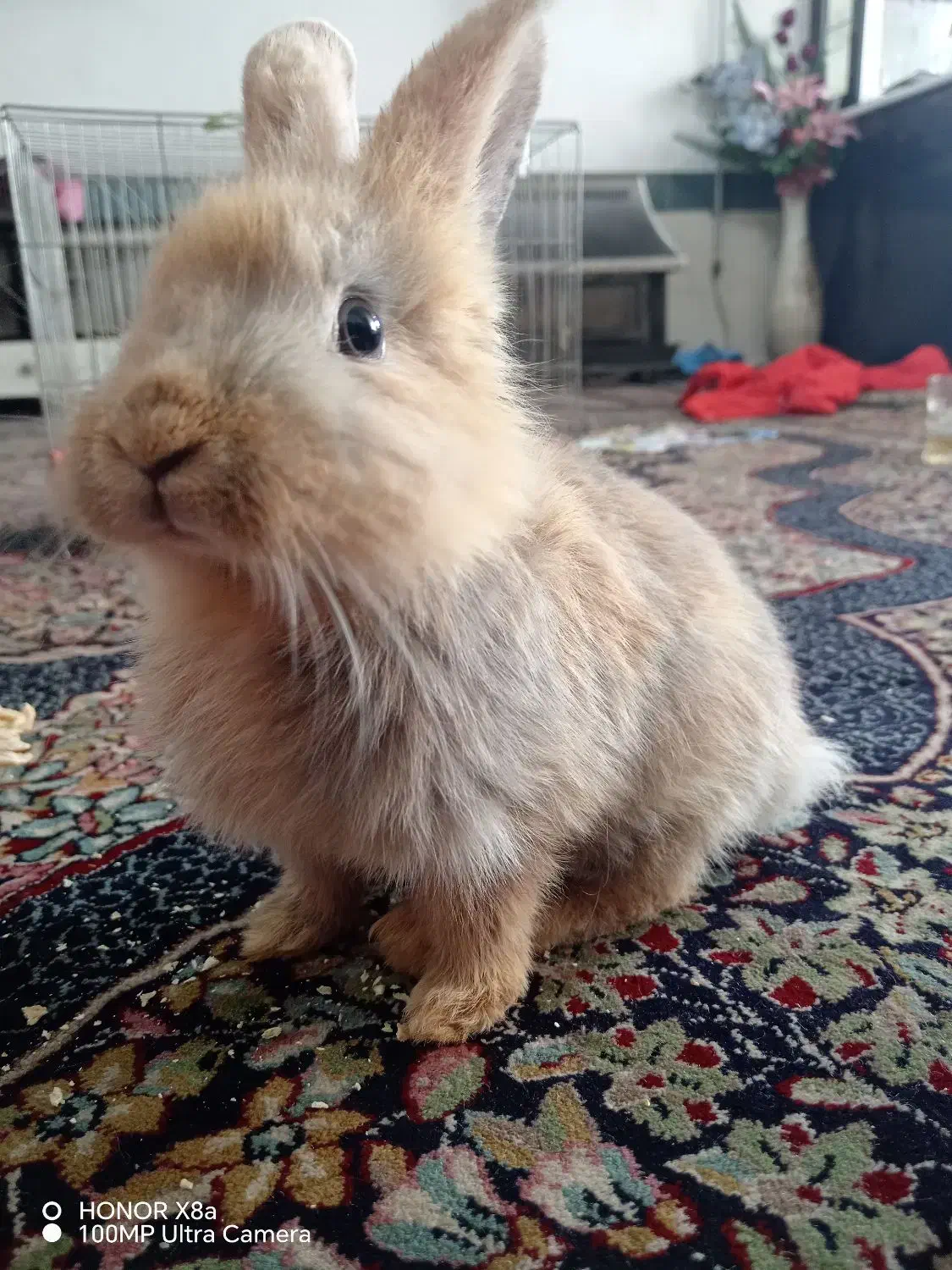 خرگوش لوپ ملوس|موش و خرگوش|سبزوار, قدس|دیوار