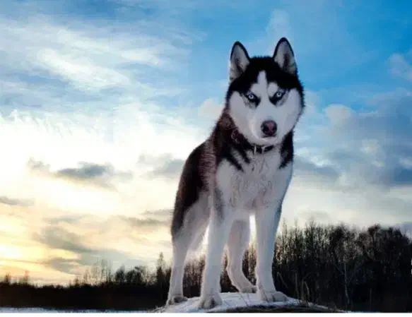 سگ هاسکی|سگ|مشگین شهر, |دیوار