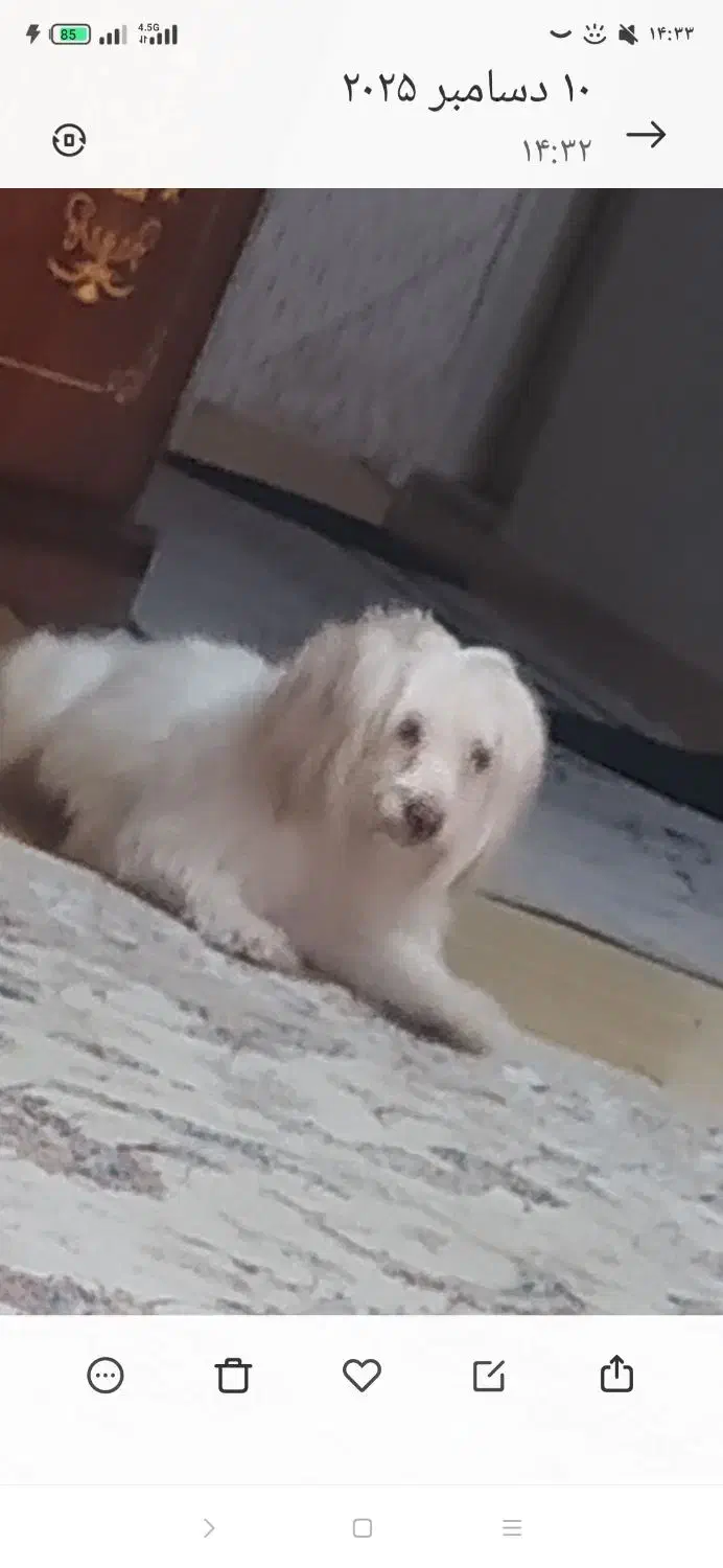 سگ شینزو،شناسنامه دار|سگ|کرمانشاه, |دیوار