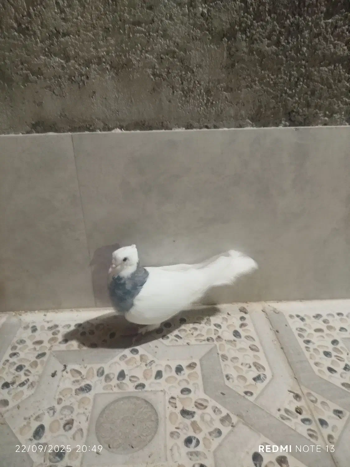 کبوتر|پرنده|شیراز, کوزه گری|دیوار