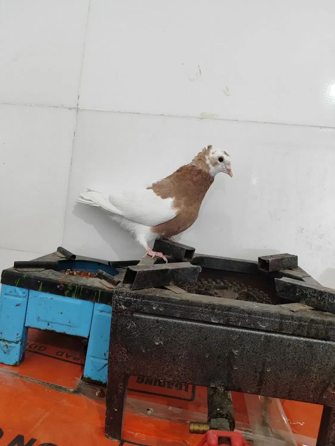 کبوتر طوقی نر|پرنده|فسا, |دیوار