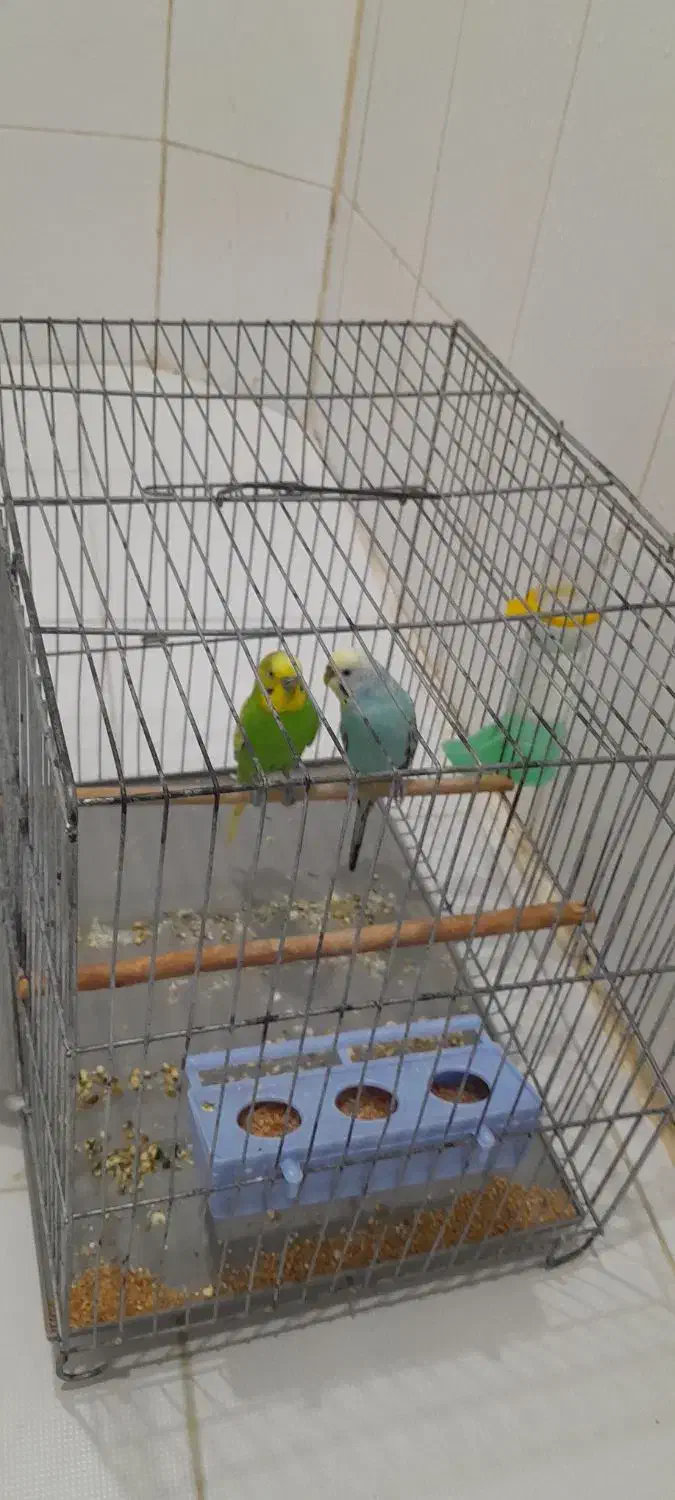 مرغ عشق دو جفت من شرایط نگهداریشو ندارم|پرنده|ملارد, |دیوار