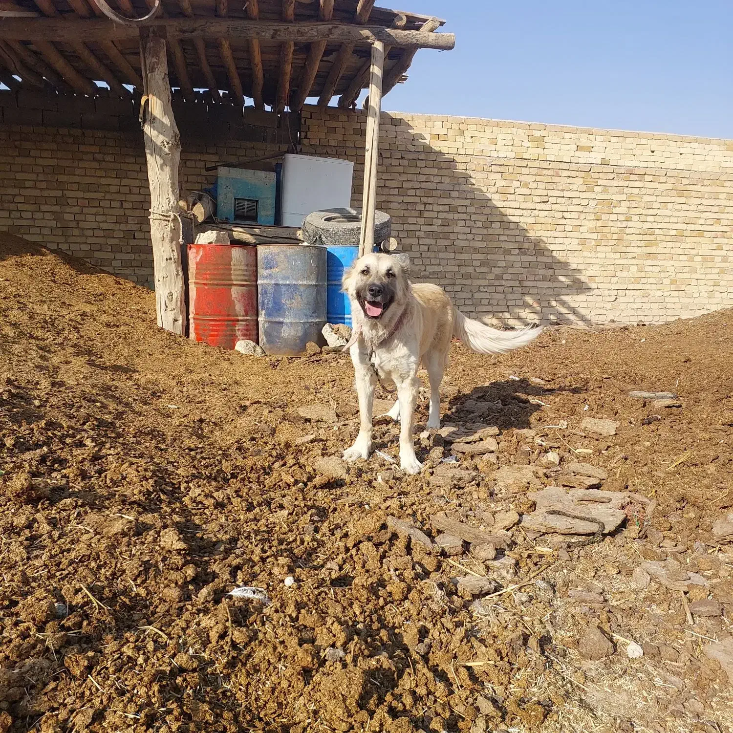 ماده سرابی 3ساله|سگ|کبودرآهنگ, |دیوار