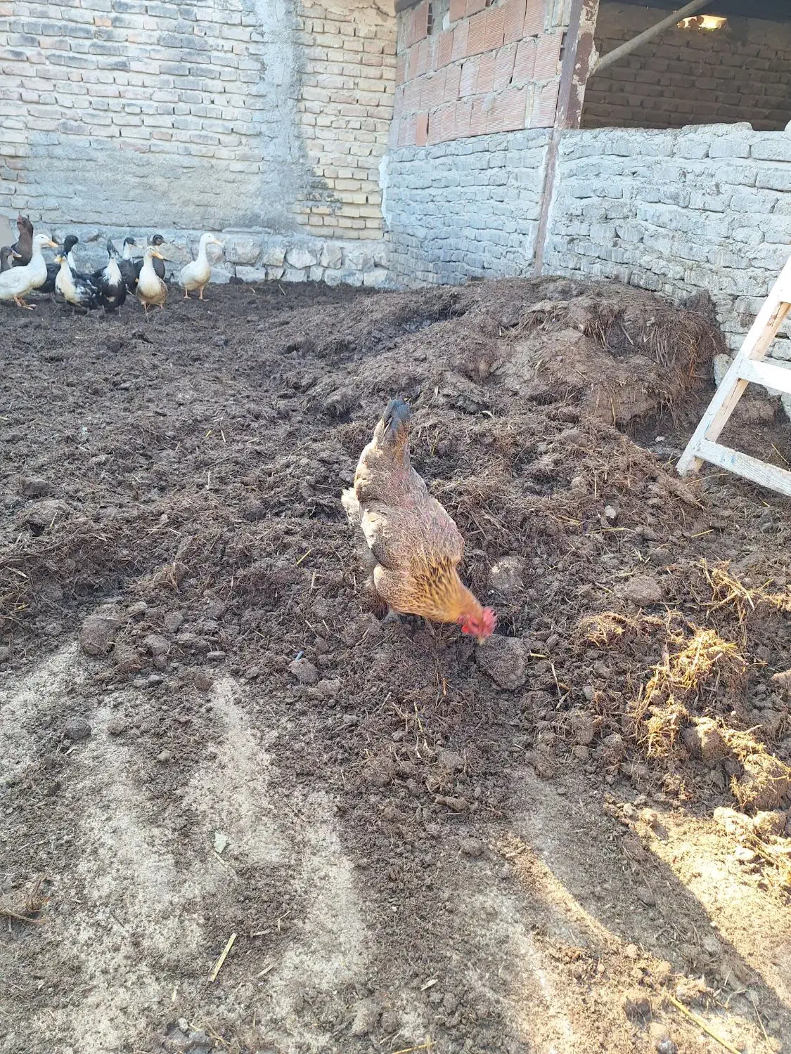 کود حیوانی(گوسفندی)|عمدهفروشی|بهشهر, |دیوار