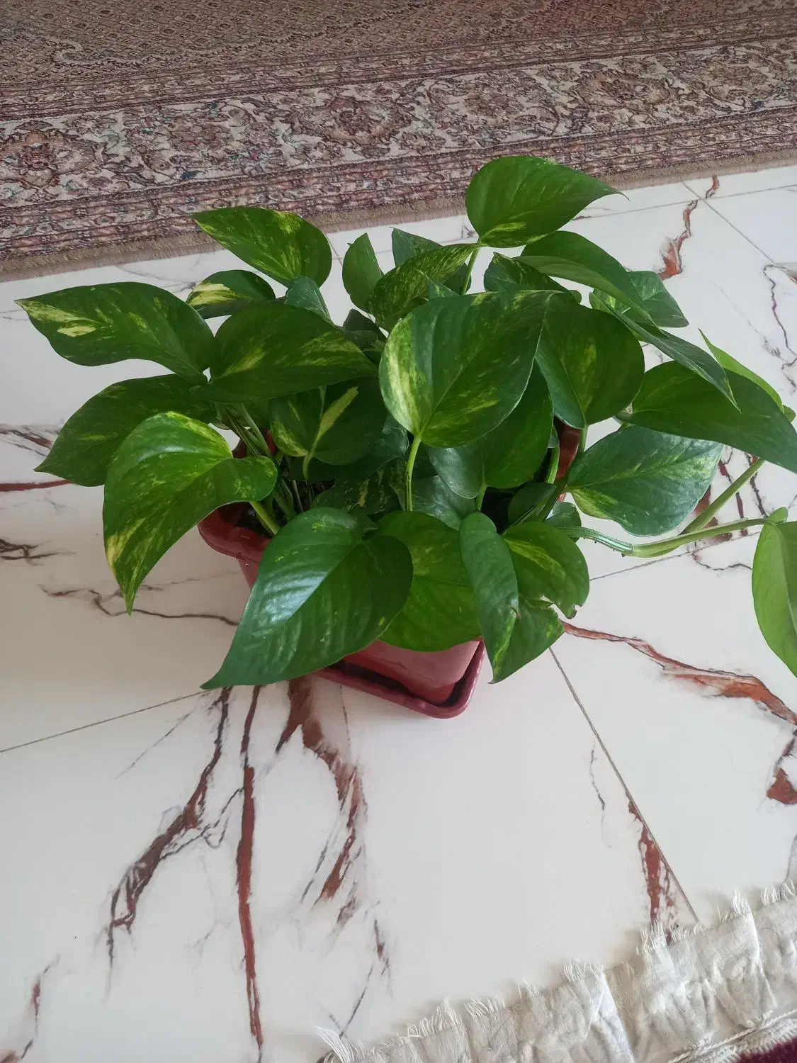 گلهای خانگی|گل و گیاه طبیعی|دورود, |دیوار