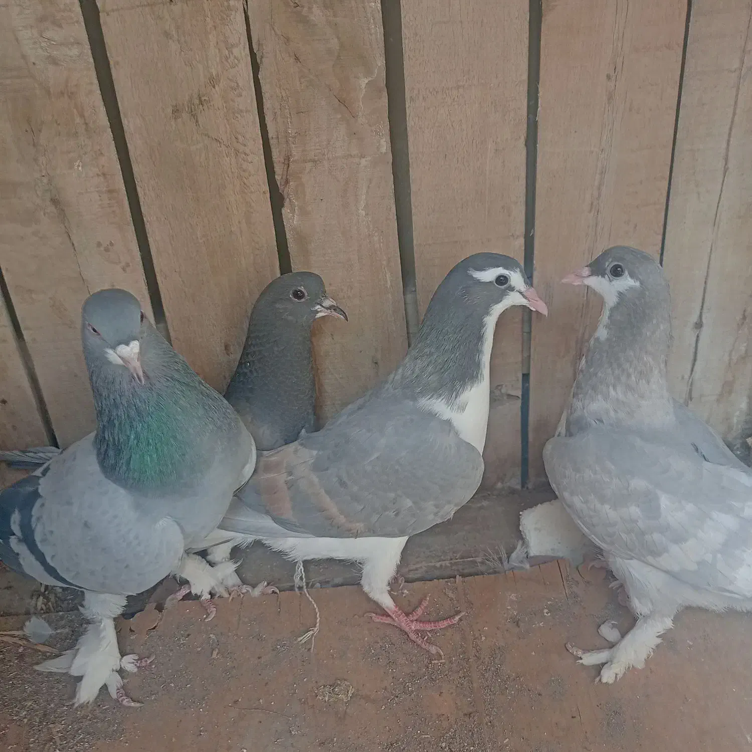 خرقه دم سبز|حیوانات|اصفهان, شاهد|دیوار