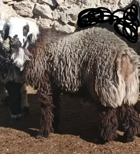 یک راس بره قوچ|حیوانات مزرعه|فرخ‌شهر, |دیوار