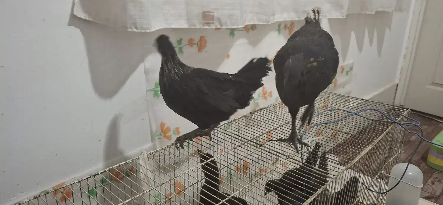 جوجه ایام سمانی اصل|حیوانات مزرعه|شیراز, کوشک میدان|دیوار