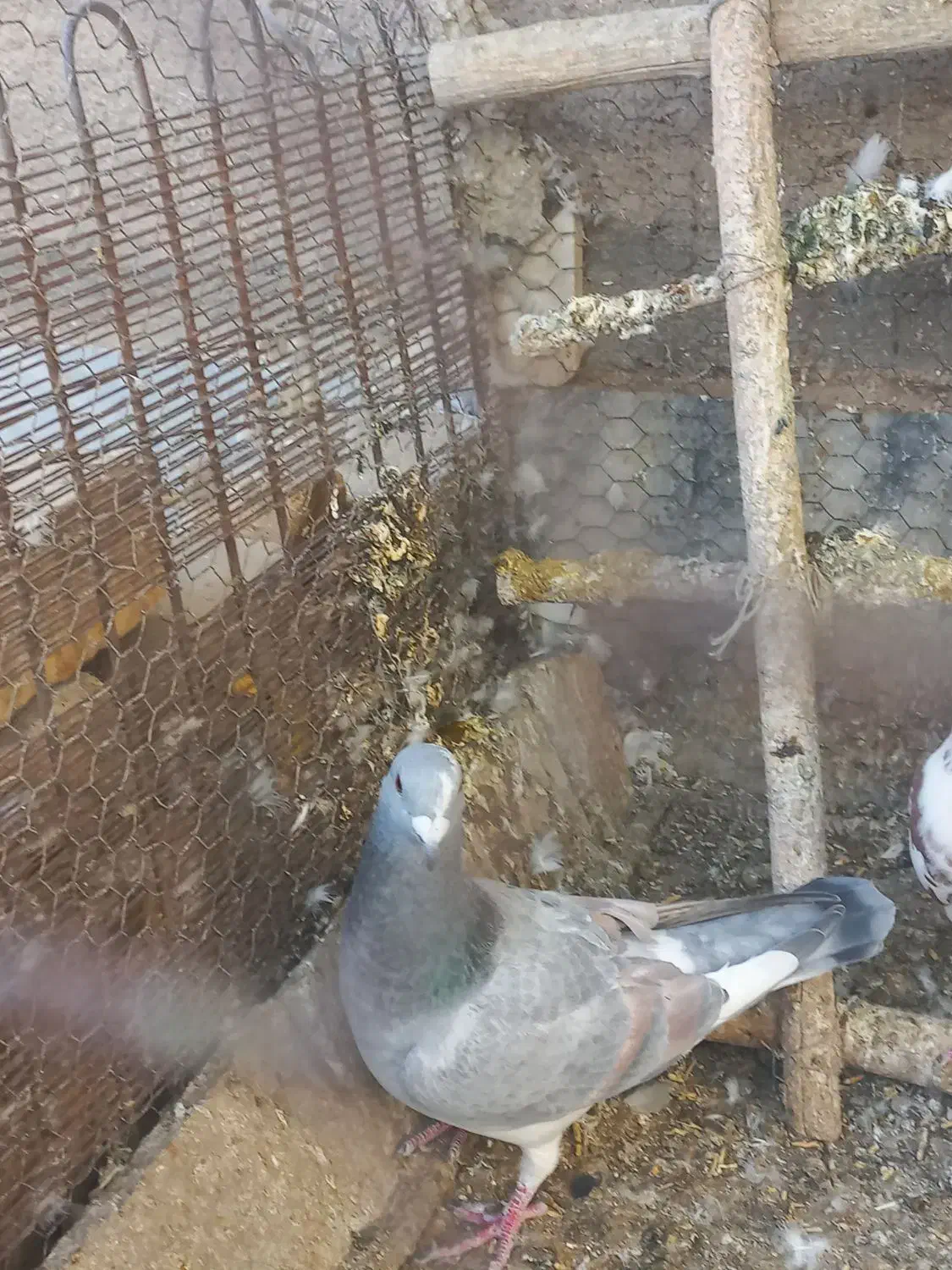 کبوتر درشت و خوش رنگ نر ۲تا|پرنده|مهریز, |دیوار