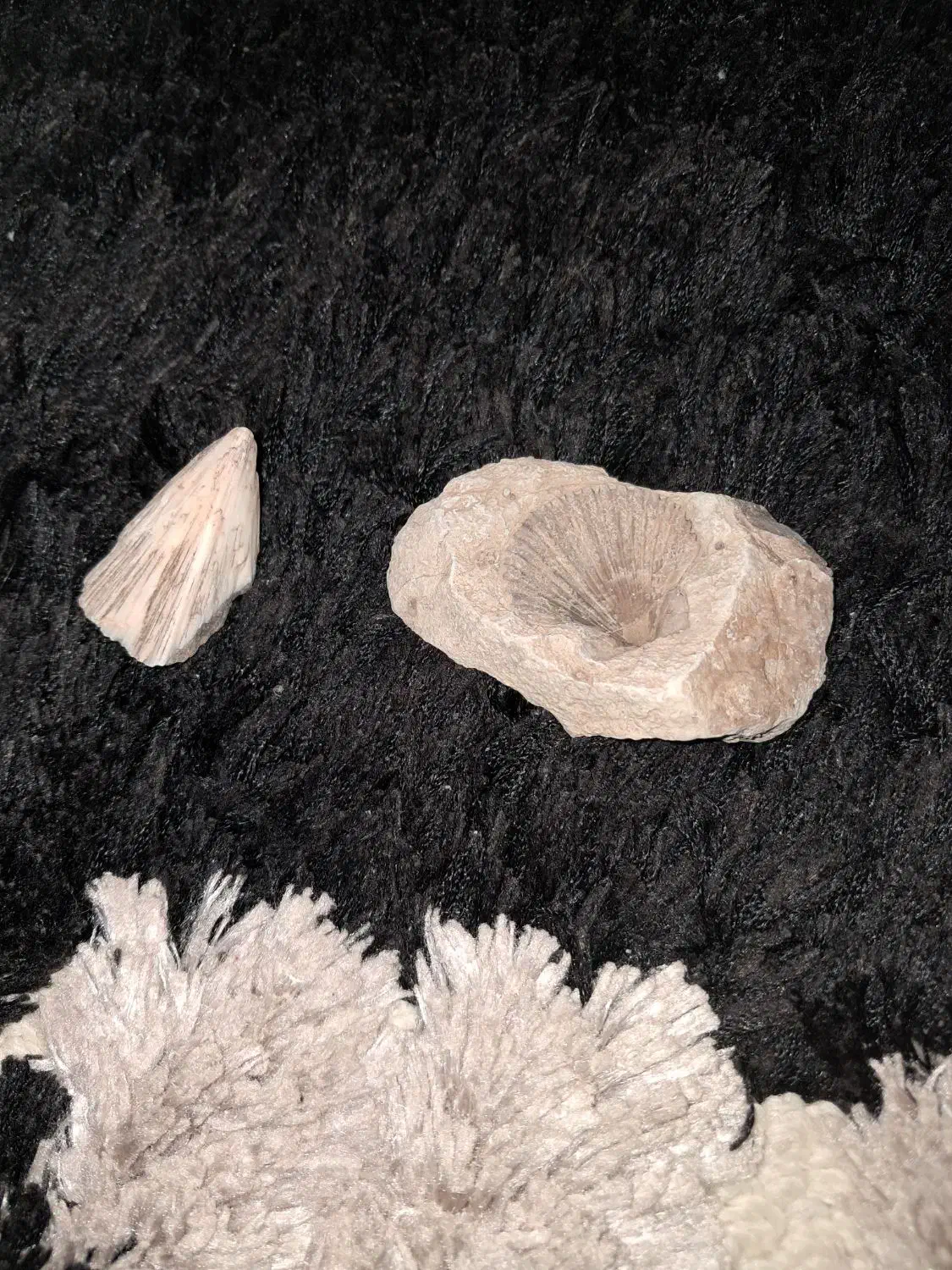 فسیل ،سنگ|کلکسیون اشیاء عتیقه|اندیشه, اندیشه فاز ۴|دیوار