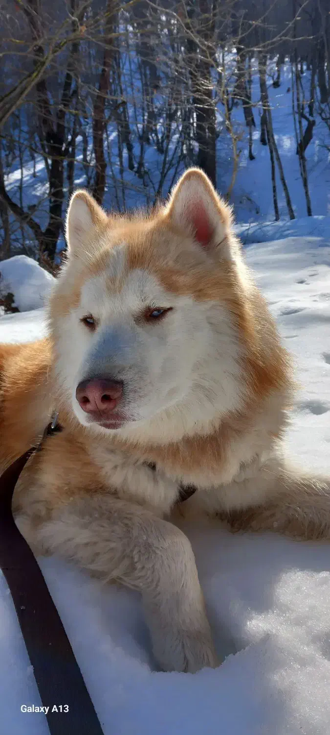 سگ هاسکی نر خالص شجره دار / جفت‌گیری|سگ|رشت, منظریه|دیوار