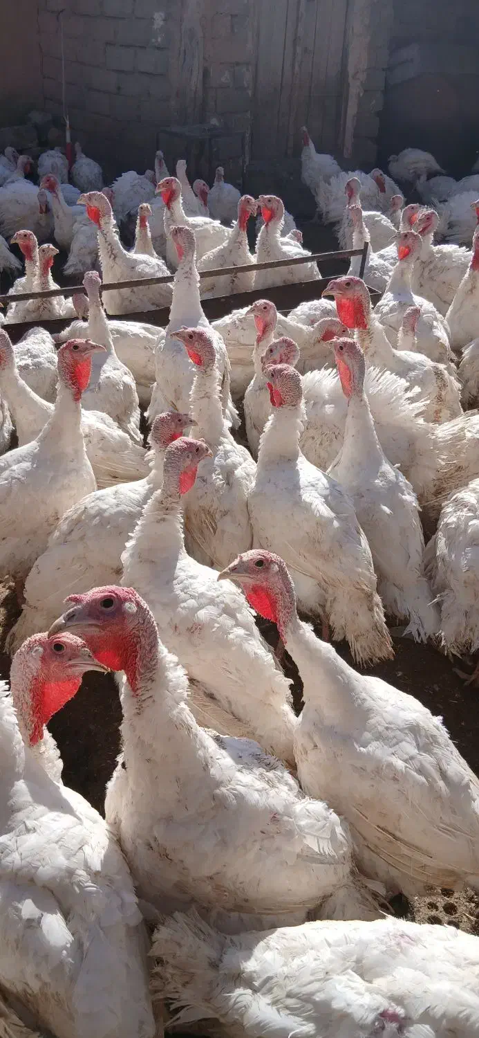 بوقلمون گوشتی بیوتی ارگانیک|حیوانات مزرعه|شاهرود, |دیوار