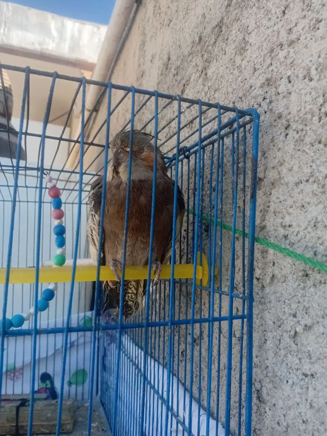 عروس هلندی ماده|پرنده|لالجین, |دیوار