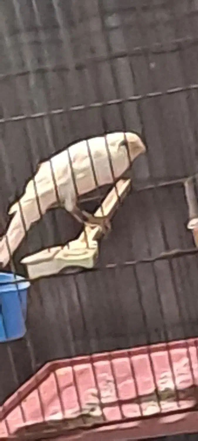 قناری نر|پرنده|شیراز, آبیاری|دیوار