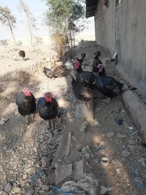 5عدد بوقلمون نر فروشی یا با مرغ هم عوض میکنم|حیوانات مزرعه|پاکدشت, پاکدشت (مامازند)|دیوار