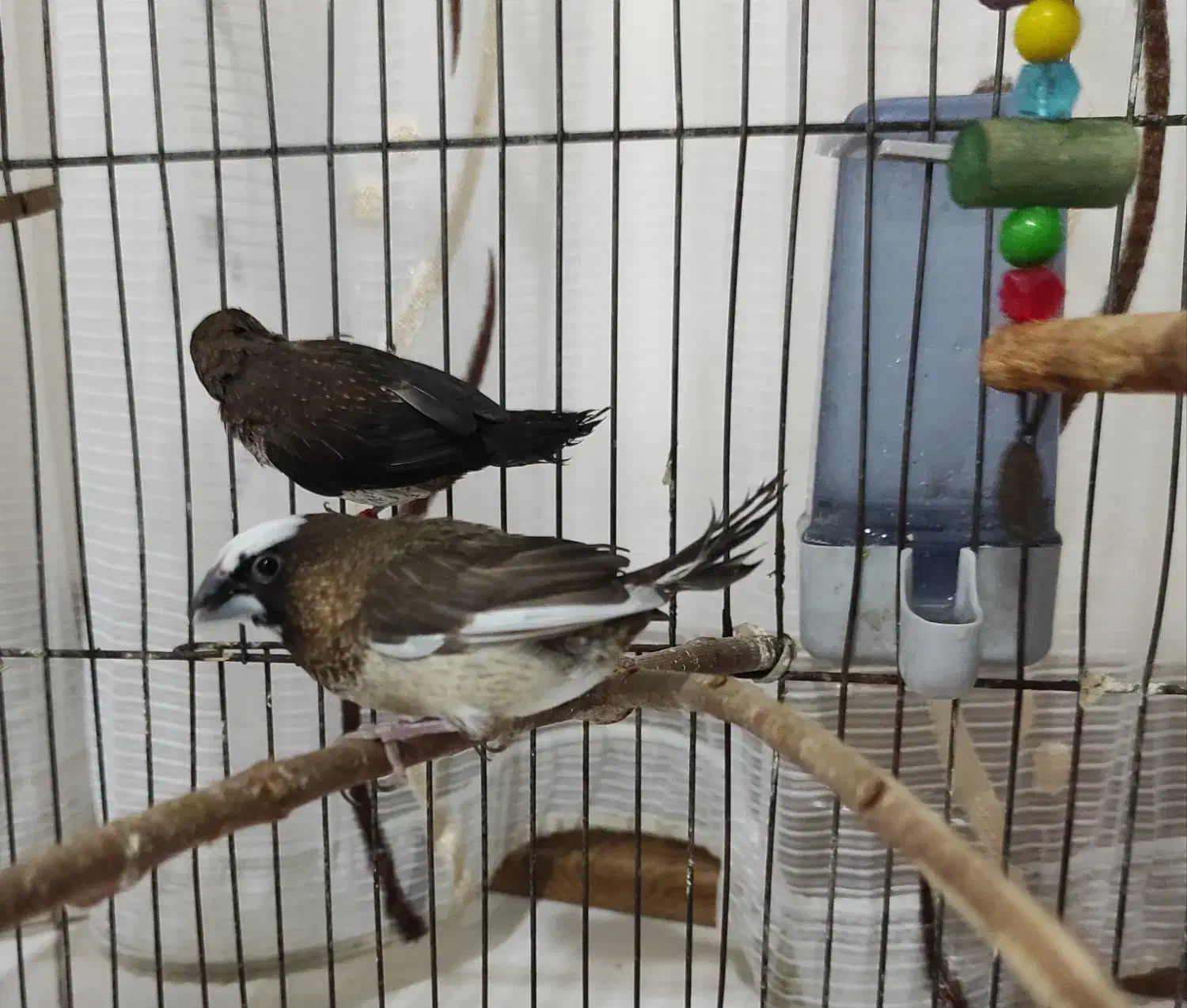 فنچ بنگالی|پرنده|پاکدشت, خاتون آباد|دیوار