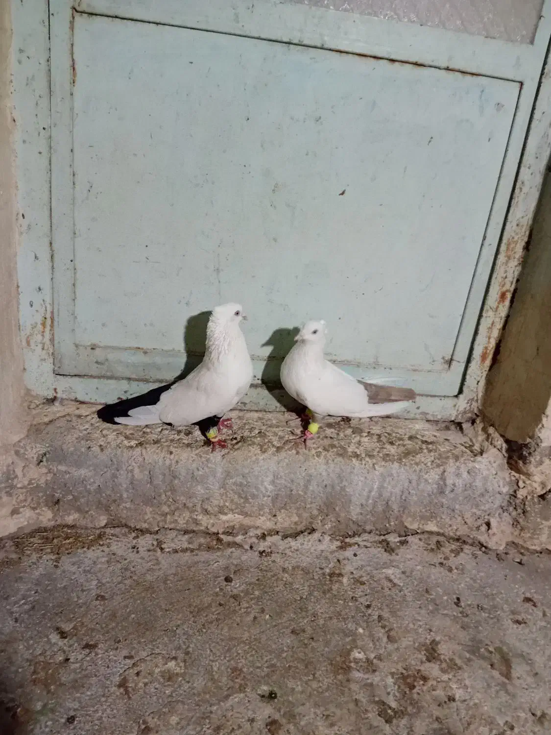 دوجفت نفش ورنگی|پرنده|شوشتر, |دیوار