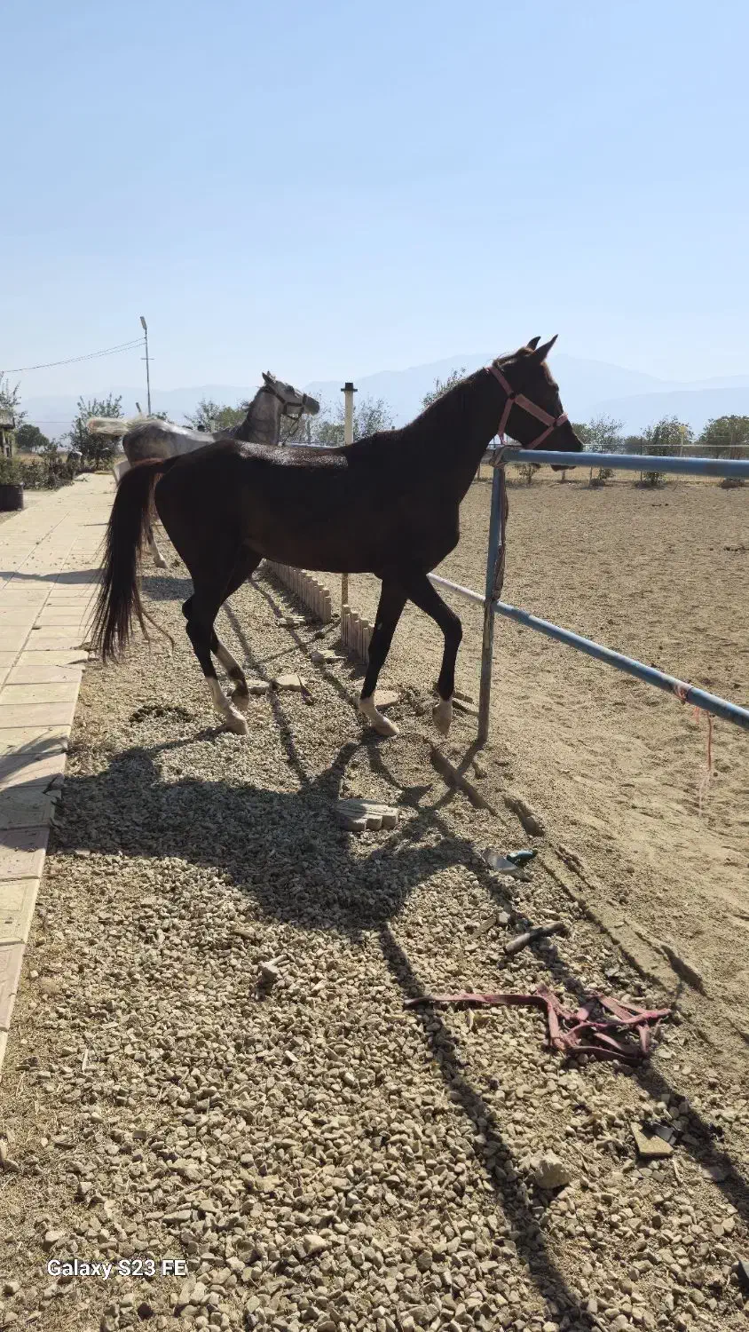 اسب|اسب و تجهیزات اسب‌سواری|اشترینان, |دیوار