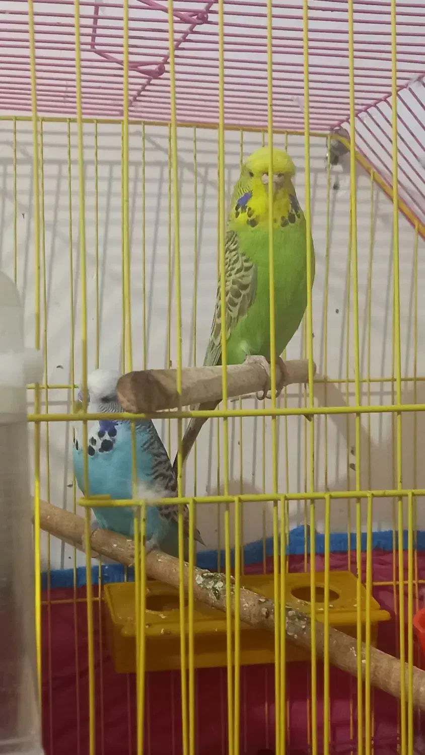 مرغ عشق|پرنده|خرمشهر, |دیوار