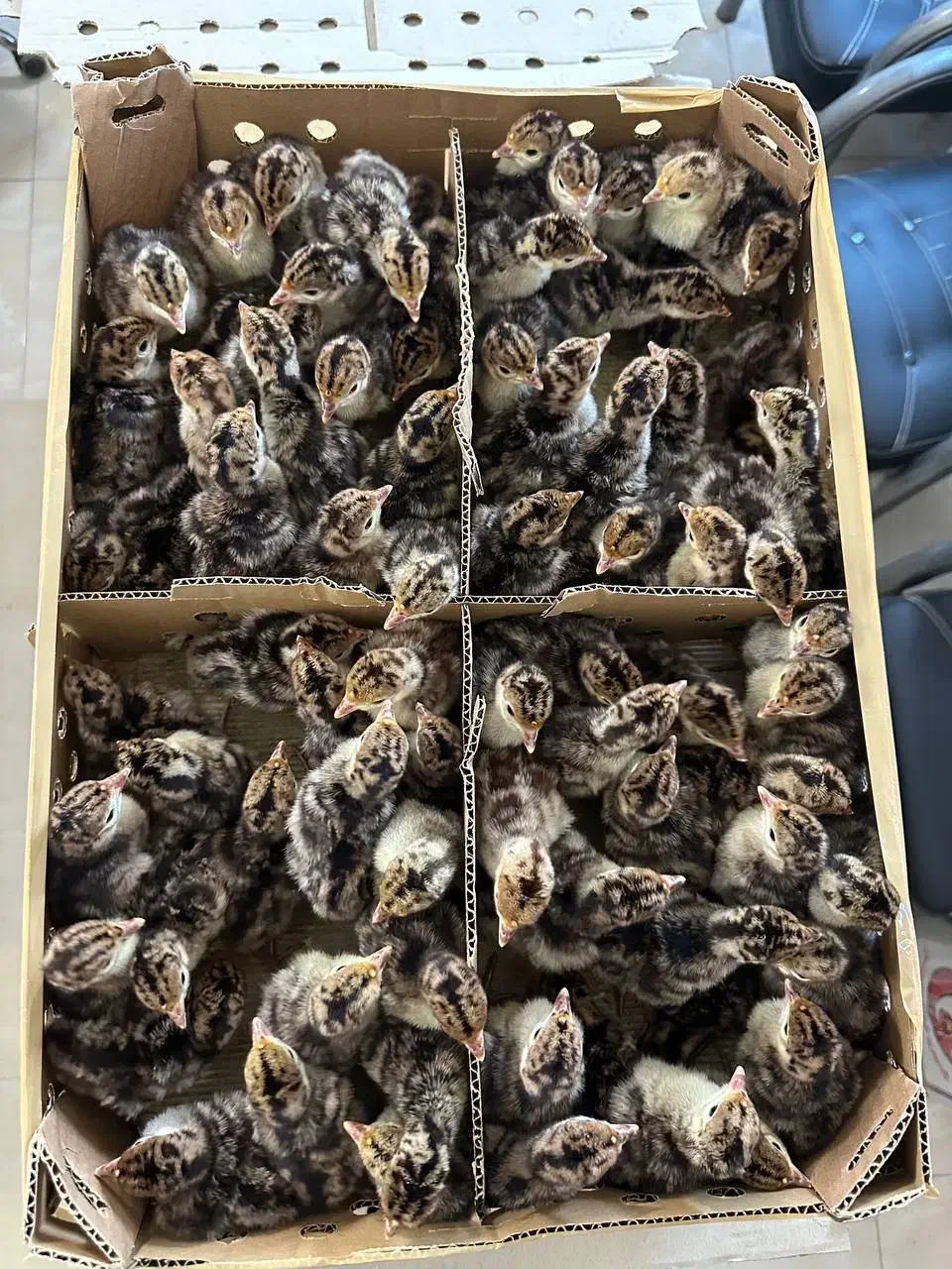 بوقلمون بزنزانگلیس|حیوانات مزرعه|جوادآباد, |دیوار