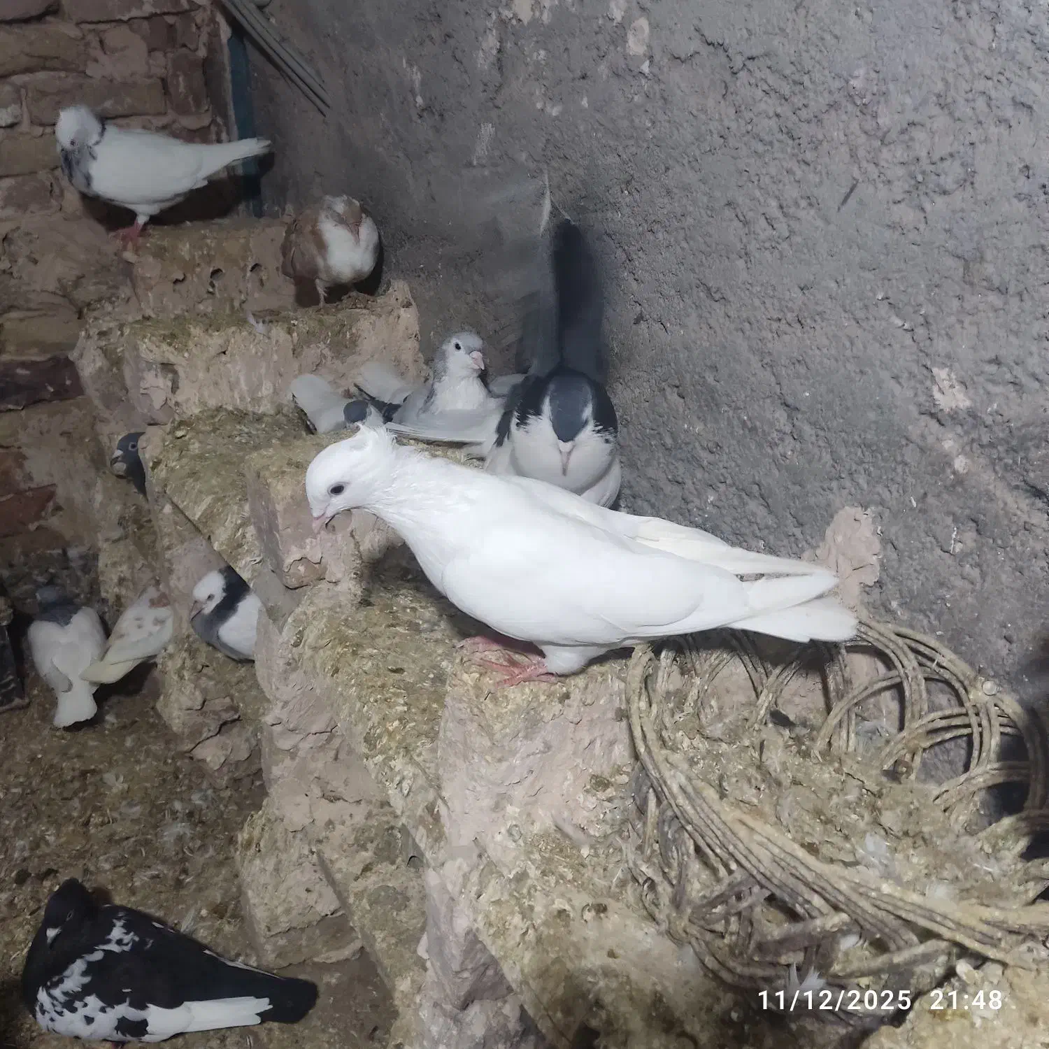 سبز و سفید جوجه سرونج زرد هردو جوجه یک اغول جفت نر|پرنده|میان جلگه, |دیوار