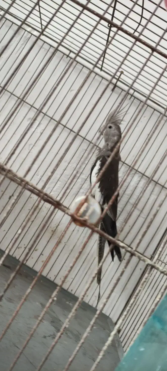 طوطی عروس هلندی|پرنده|رشت, کوی فکوری|دیوار