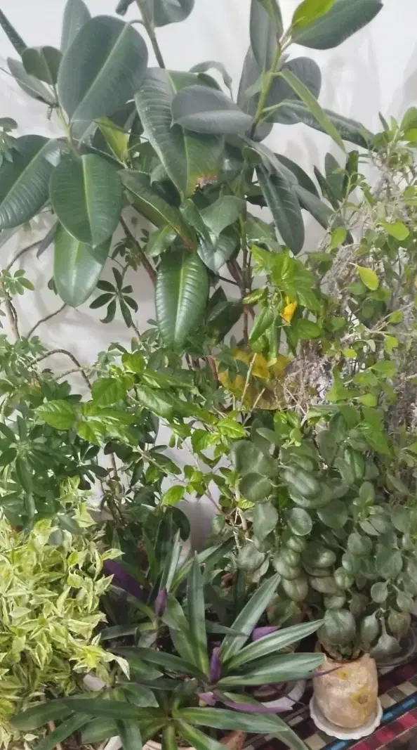 انوع گل|گل و گیاه طبیعی|کشاورز, |دیوار