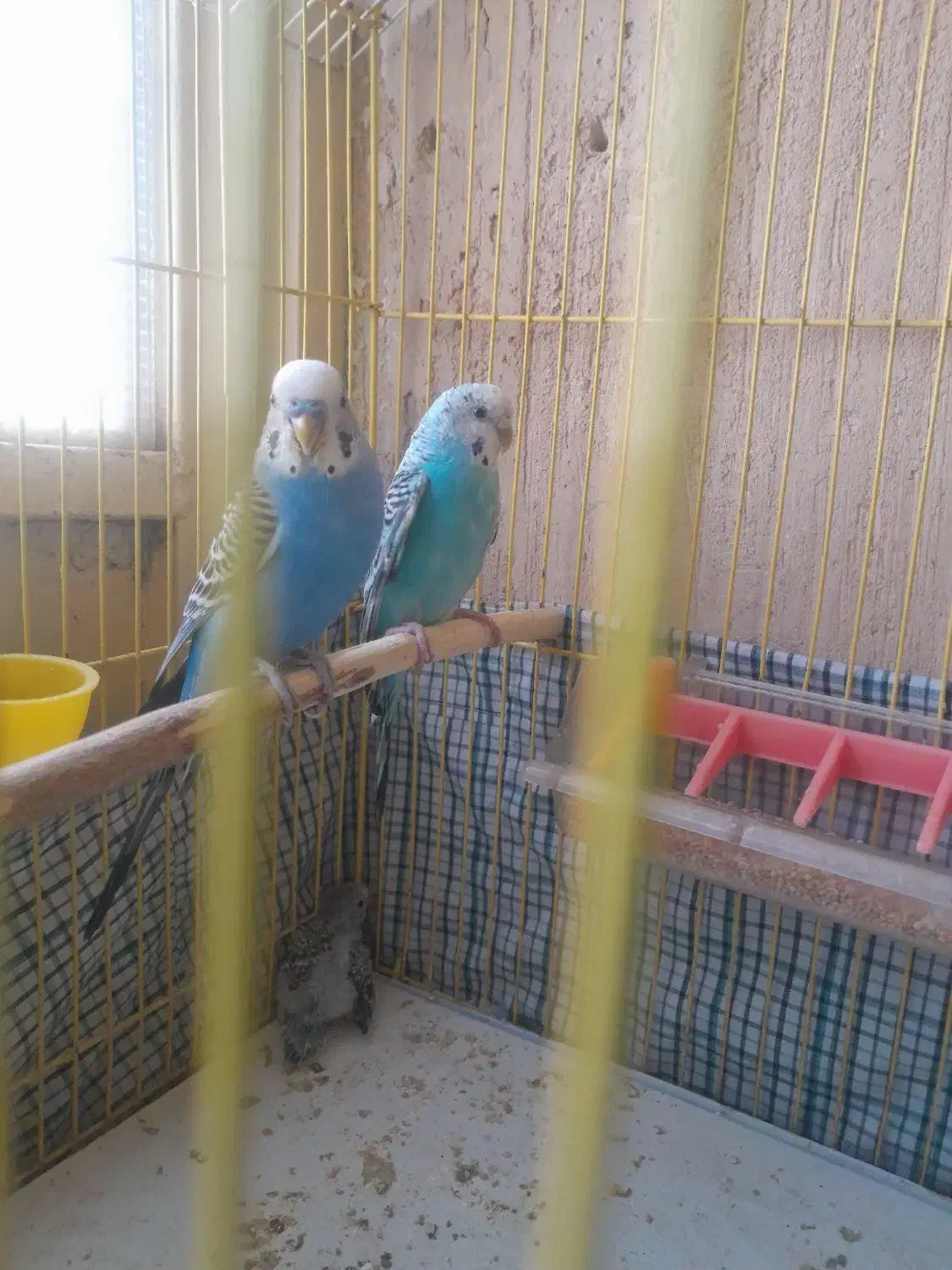 مرغ عشق|پرنده|کرمانشاه, |دیوار