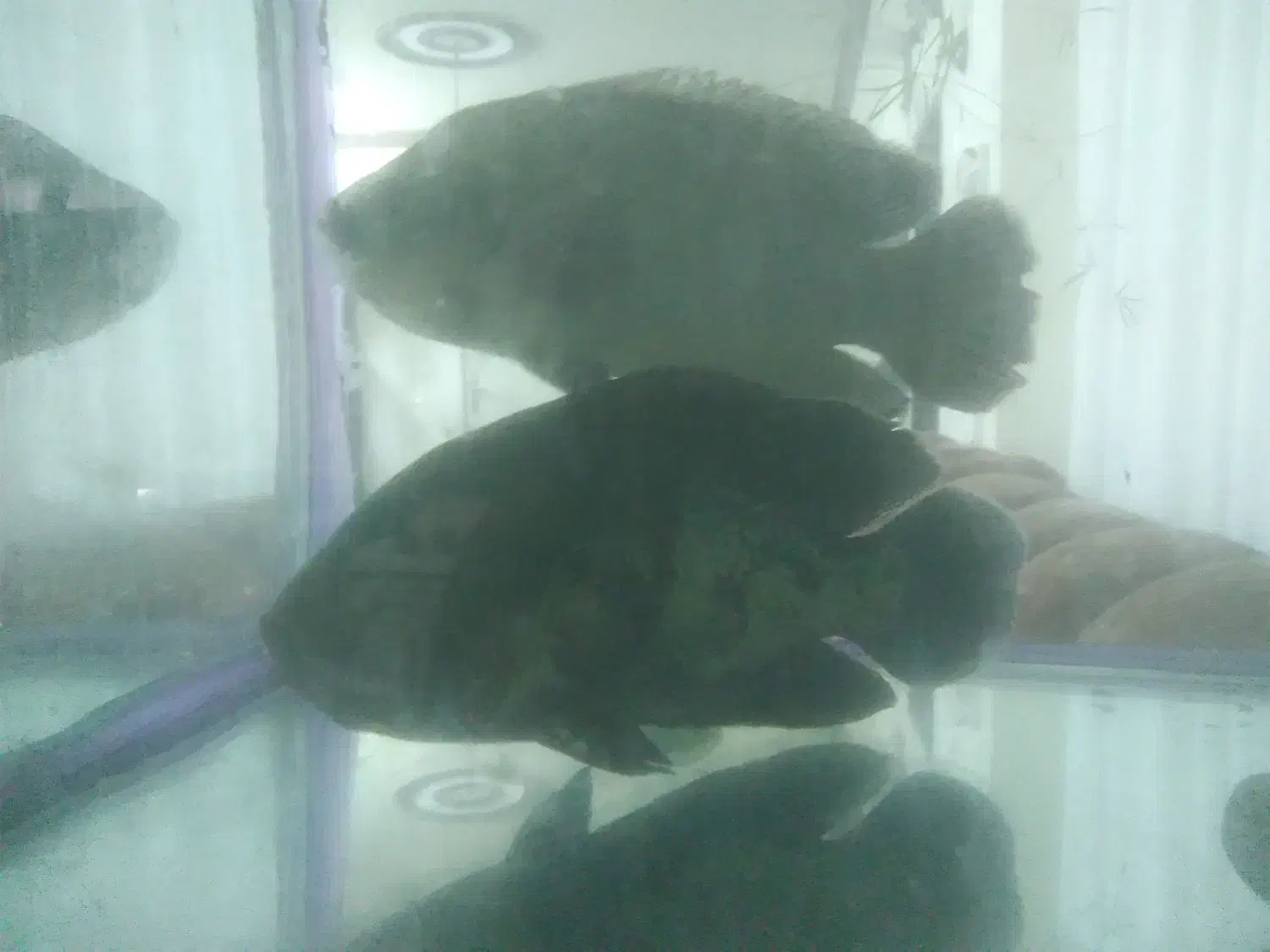 ماهی و آکواریوم|ماهی|اندیشه, شهرک کوثر|دیوار