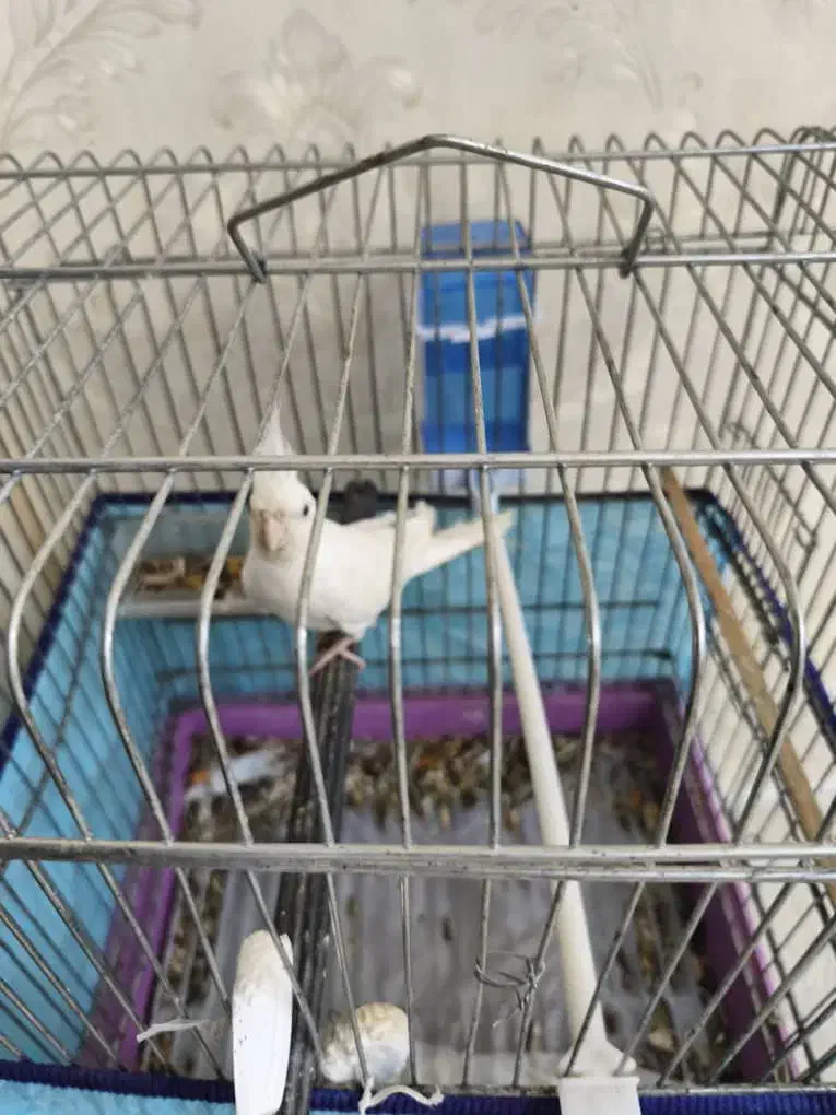 عروس نر آلیبو وفنچ کرواتی|پرنده|بندرعباس, |دیوار