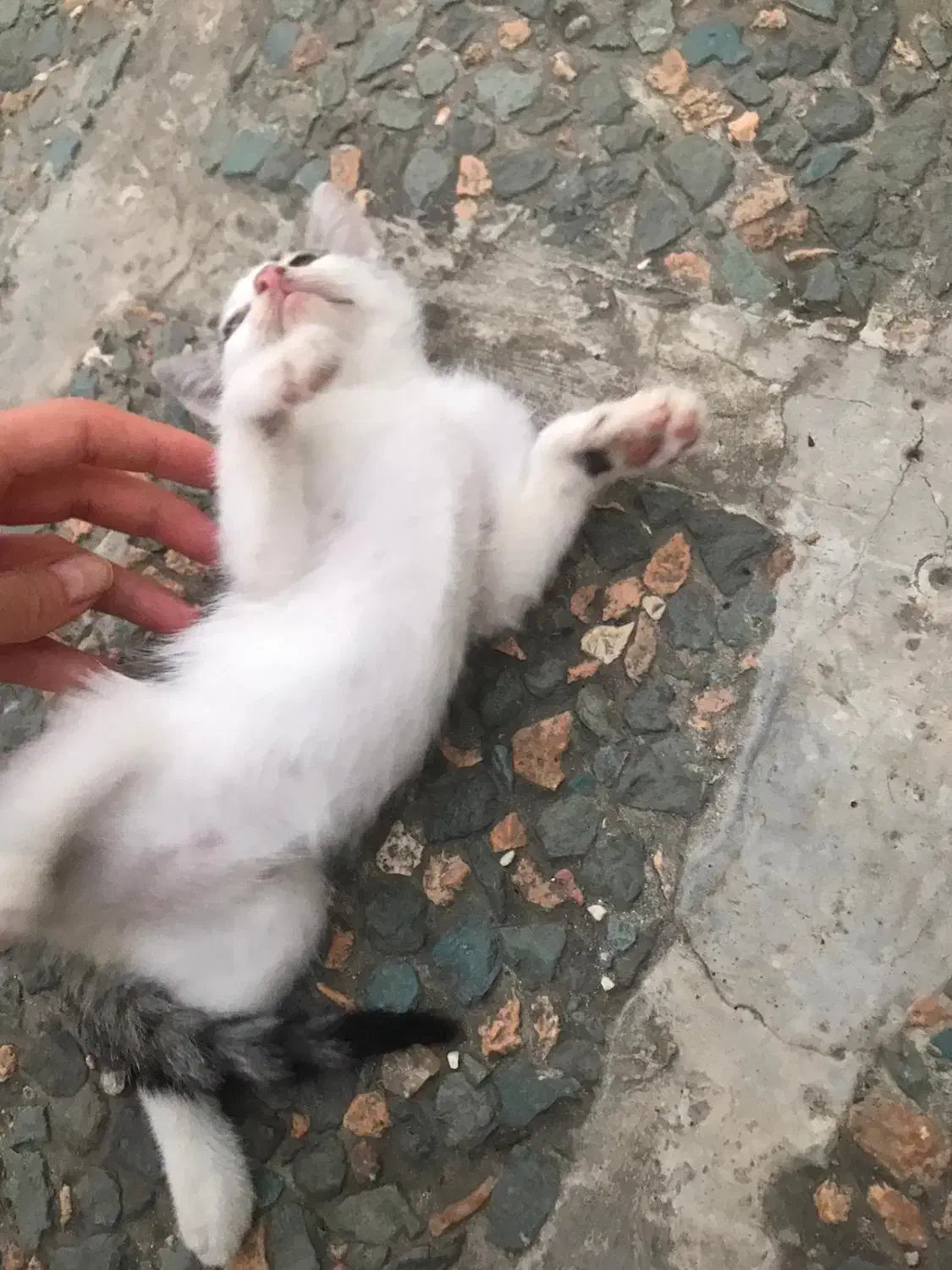 واگذاری گربه|گربه|عباسآباد, |دیوار