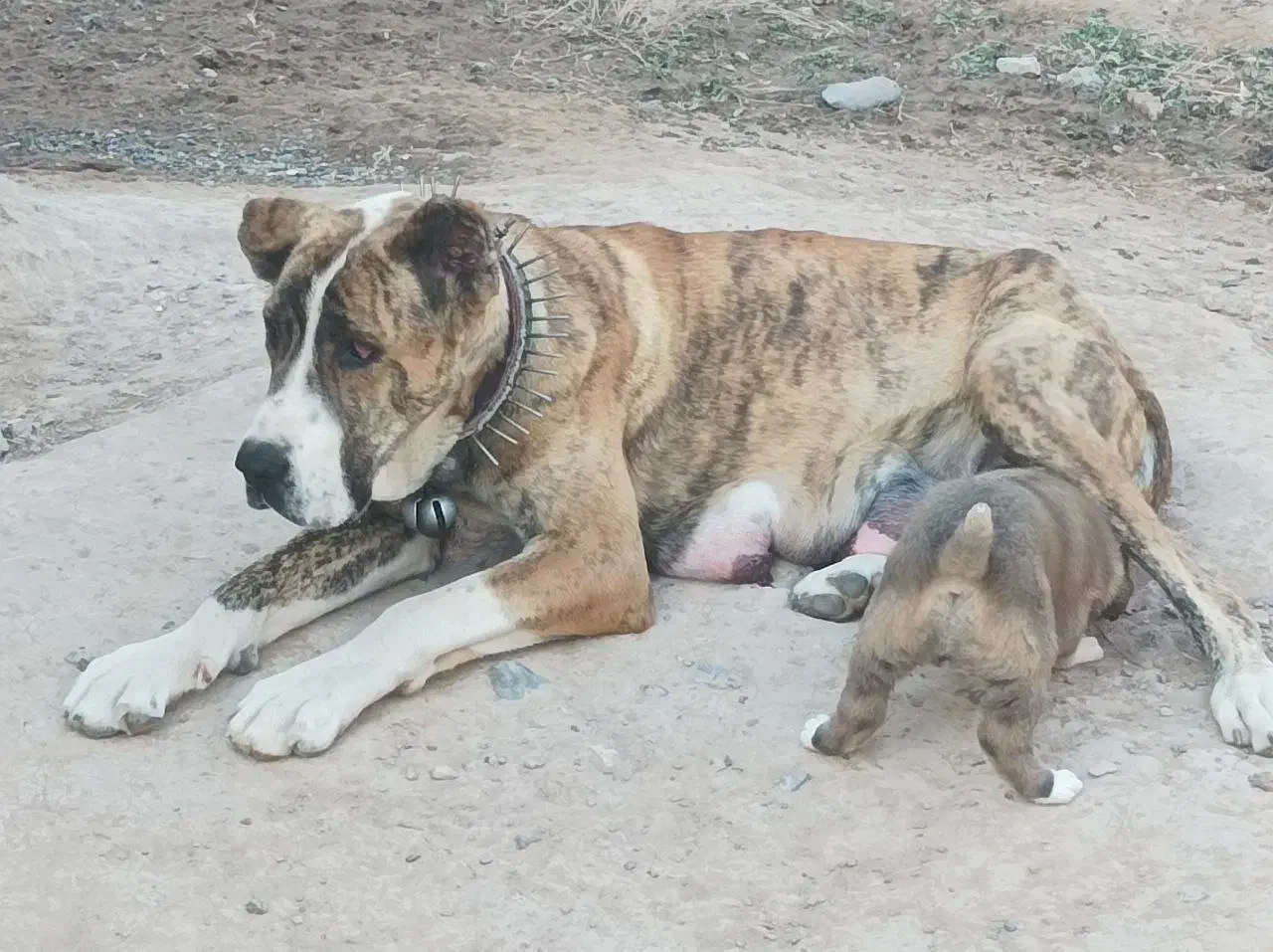 توله خراسانی افغان|سگ|مشهد, جاهد شهر|دیوار