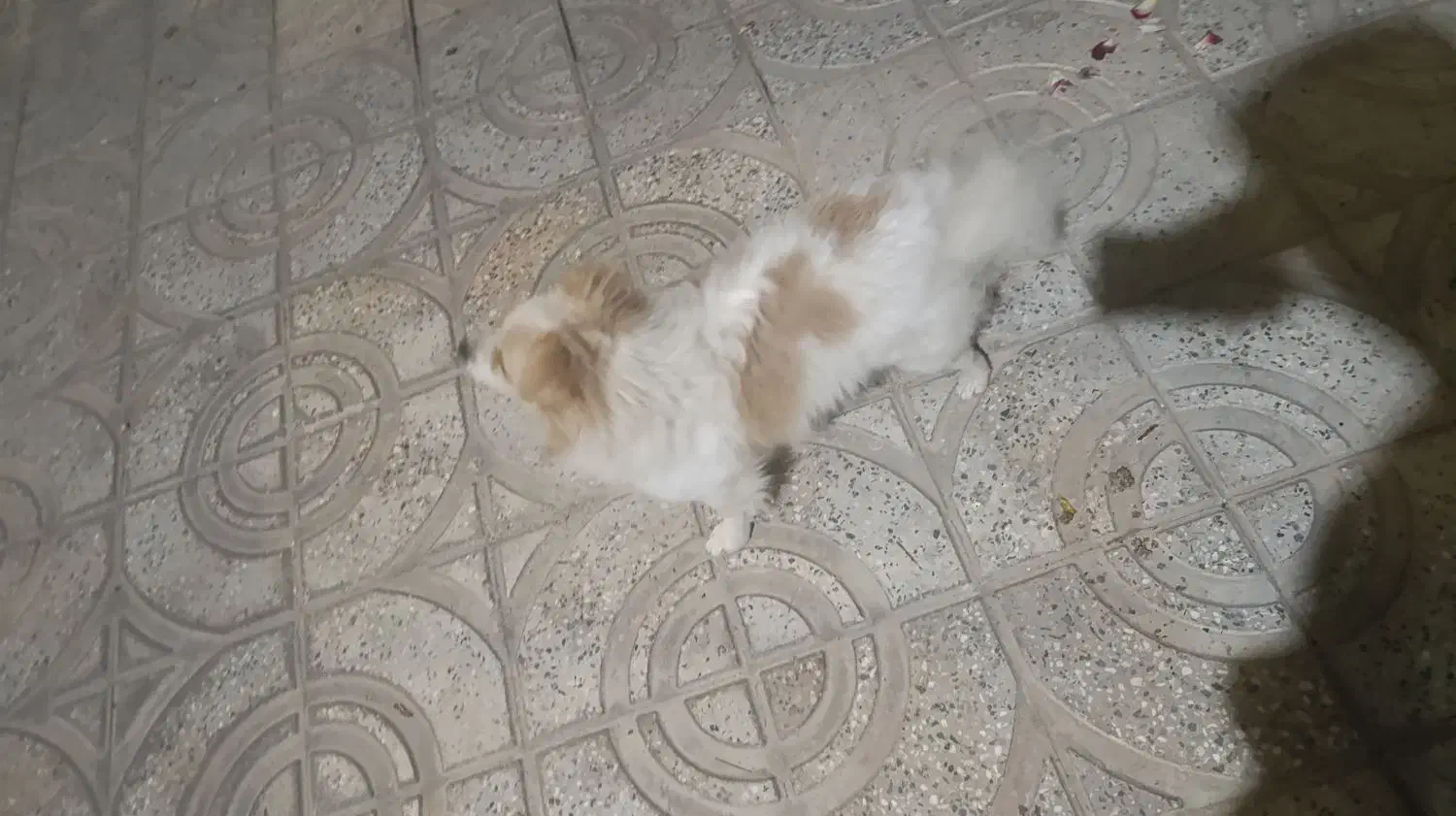 سگ پامر|سگ|پیر بکران, |دیوار